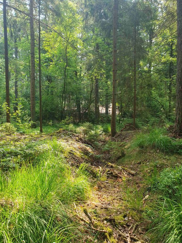 Moorschutzprojekt zur Wiedervernässung des Waldmoores im Forstort Karnap