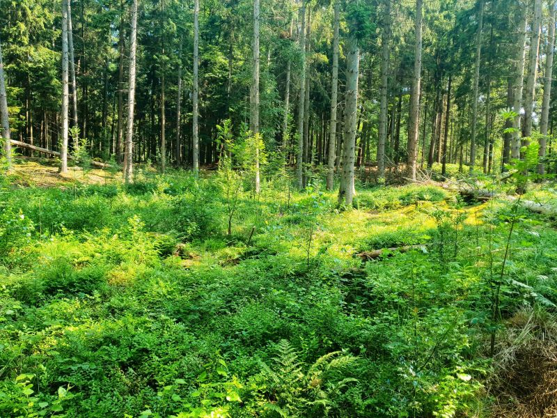 Waldbegehung im Karnap bei Großensee